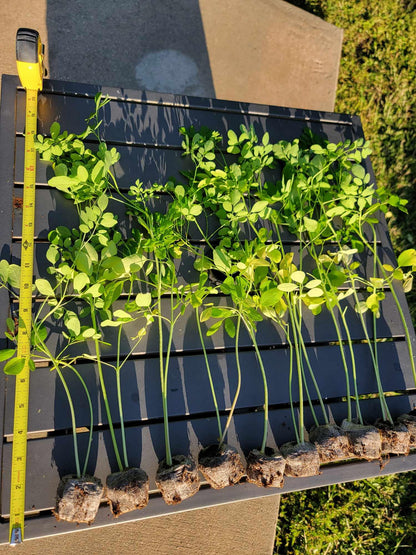 Moringa Plants 2 Live Moringa Trees with Moringa Seeds, Drumstick Tree, Miracle Tree, Moringa Seedling, Live Plant