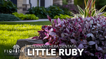 Alternanthera Little Ruby | 1 Live Plant | Alternanthera Dentata | Vibrant Foliage | Low Maintenance | Garden & Patio Decor | Fast Growing Groundcover | Outdoor Landscaping Shrub