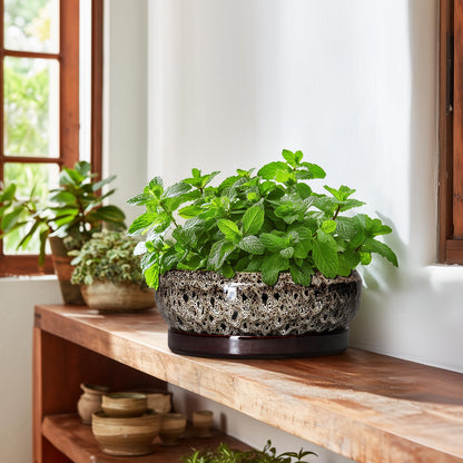 EPFamily Succulent Pots 10 Inch - Ceramic Bonsai Pots with Drainage Hole and Tray, Large Succulent Planters, Shallow Planter Indoor, Round Planter Bowl, Window Decor, Gifts for Plant Lovers, White