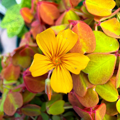 Oxalis spiralis ‘Aurea’, Amber Plum Crazy, Golden/Amber Oxalis, Amber Shamrock, Non-Invasive Wood Sorrel, Perennial or Houseplant, Container Size: 3" (2.6x3.5)