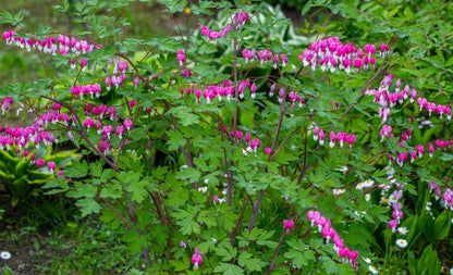 Votaniki Bleeding Hearts Flower Bulbs - Dicentra Spectabilis Bulbs for Planting | Heart-Shaped Blooms, Perennial Flower - Easy to Grow and Low Maintenance (1 Pack)