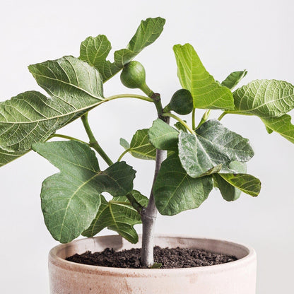 Fignomenal Fig Tree - Dwarf Fig Tree – Perfect for Containers - 4-6 Inches Tall - Self Fertile - Ficus Carica