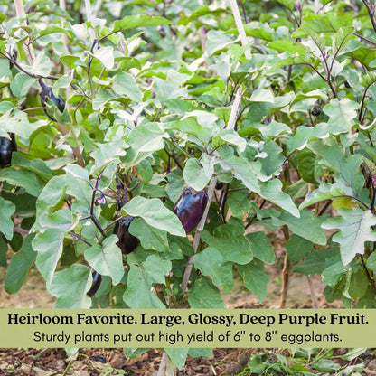 Clovers Garden Eggplant Black Beauty Plants - Two (2) Live Plants – Non-GMO - Not Seeds - Each 4" to 8" Tall – in 4" Inch Pots - Heirloom Variety, High Yield, Heat Tolerant