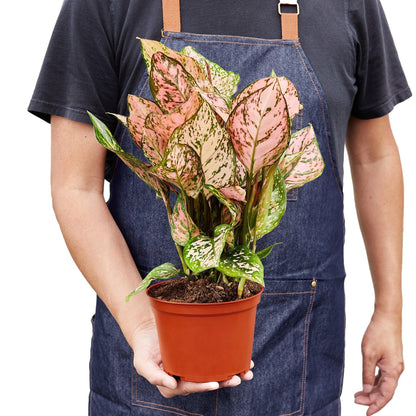 4 Pack Chinese Evergreen 'Lady Valentine' in 2in Pot - Live Plants Tropical Houseplants | Variegated | USA Growers | The Snobby Leaf