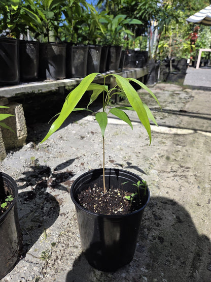 Lychee Fruit Tree Live Plant, Litchi chinensis, Seed Grown 8-12 Inch, Tropical Fruit Tree for Outdoor Growing, USDA Zones 9-11