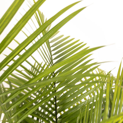 Majesty Palm Live Plant by United Nursery, Large Indoor House Plant, 32-36 inches Tall Tropical Palm Tree in Decorative Pot, Easy Care Large Floor Plant for Home Decor