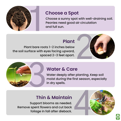 Peony Bare Root with 3-5 Eyes – Felix Supreme Peonies for Outdoor Planting – A Better Alternative to Bulbs and Seeds