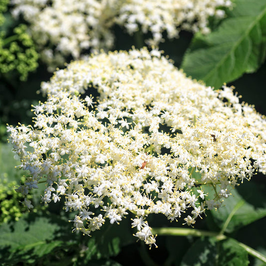 2 American Elderberry Bush, Black Elderberries Plants Live for Planting, 6 to 12 Inch Height, Live Elderberry Tree