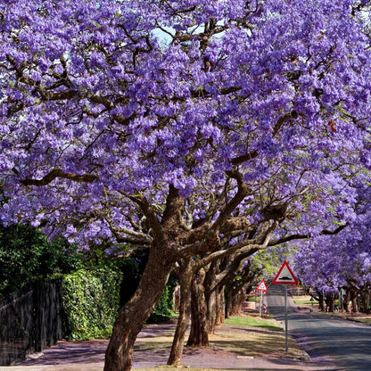 Live Jacaranda Tree Plant, Purple Blue Flowering Jacaranda, 6-10 Inches Tall for Indoor or Outdoor Gardens