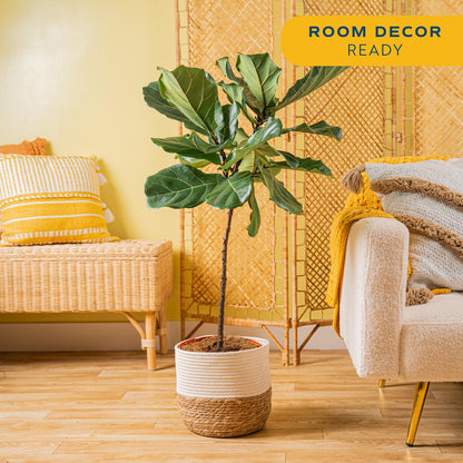 Costa Farms Fiddle Leaf Fig Tree, Ficus Lyrata Live Indoor Floor Houseplant in Decor Planter, Tropical Plant for Home Potted in Soil, Home and Office Decor, Housewarming Gift, 3-4 Feet Tall