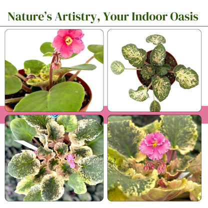 Live Plant Assorted African Violets 4" - Easy to Care and Grow Air Purifying Indoor House Plants - Rare African Violets Plant - Flowers for Home Office Room Decor & Giftable(Heat Pack Included)