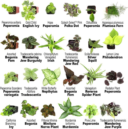 Altman Plants Live Houseplants (6PK), Indoor Plants for Delivery Prime, Live Plants and Gardening Gifts for Plant Lovers, Planters for Indoor Plants with Potting Soil, Live House Plants Indoors Live