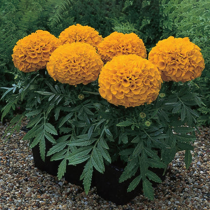 Pack of 3 Live African Marigold Plants, 4-Inch Pots, Golden Orange Blooms, Outdoor, California Delivery