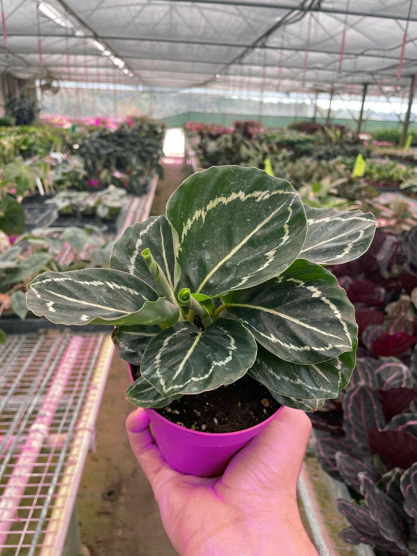 3 Pack Calathea 'Green Goddess' in 4in Pot - Live Tropical Houseplant - Easy to Grow | Air Purifying | Pet Friendly | Variegated | USA Growers | The Snobby Leaf