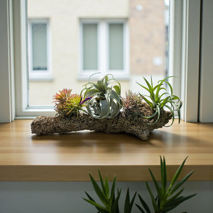 It Blooms - Live Air Plants - 8 Pack Assorted Tillandsia Collection - Easy Care Indoor Houseplants with 30 Day Guarantee
