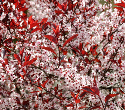 Western Sand Cherry Seeds - 6 Seeds - Very Rare - Great for Landscaping or Bonsai