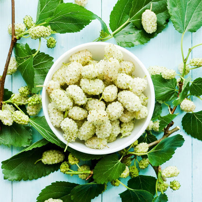 White Mulberry Plant - 10-18" Tall Live Plant - Sweet Mulberry Fruit Tree for Planting - Edible Berries Seedling - Murus Alba