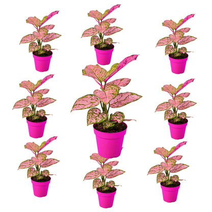 9 Pack Chinese Evergreen 'Lady Valentine' in 6in Pot - Live Plants Tropical Houseplants | Variegated | USA Growers | The Snobby Leaf