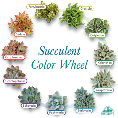 Altman Plants Deluxe Live Succulents (6 Pack), No Duplicates, Assorted Varieties, & Shapes, Easy Plant Care, 2 in Pots
