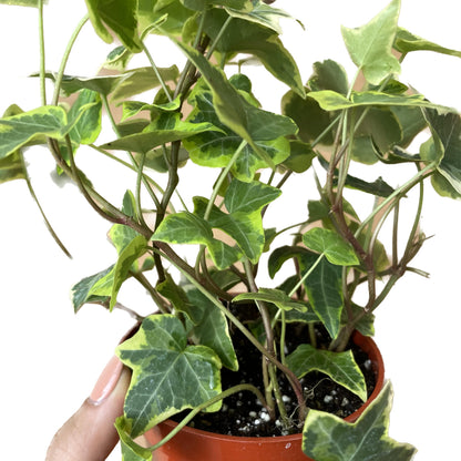 English Ivy Gold Child - Vibrant Variegated Ground Cover Plant - Live English Ivy Plant - Live Variegated English iIy - Available in 3", 4", and 6" Pot - CA Seller (4" Pot)