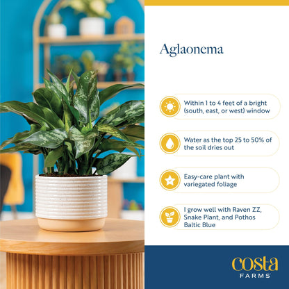 Costa Farms Chinese Evergreen, Aglaonema Easy To Grow Live Indoor Plant in Premium Décor Planter Pot, Houseplant in Potting Soil Mix, Housewarming, Unique Home Décor or Room Decor, 2-3 Feet Tall