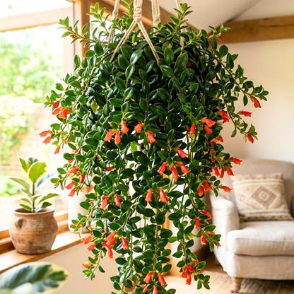Goldfish Plant Live, Trailing Indoor Houseplant in 4 Inch Pot for Hanging Planters