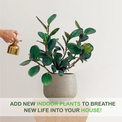 LEAL PLANTS ECUADOR Peperomia Thailand (Pack of 2) Live Indoor Plant, Easy-Care Tropical Houseplant, Natural Air Purifier, Perfect for Home Decor, Unique Gift for Plant Lovers