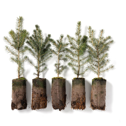 Norway Spruce Jumbo Tree Seedling Plug | 12"-18" | Arbor Day Foundation (5-Pack)