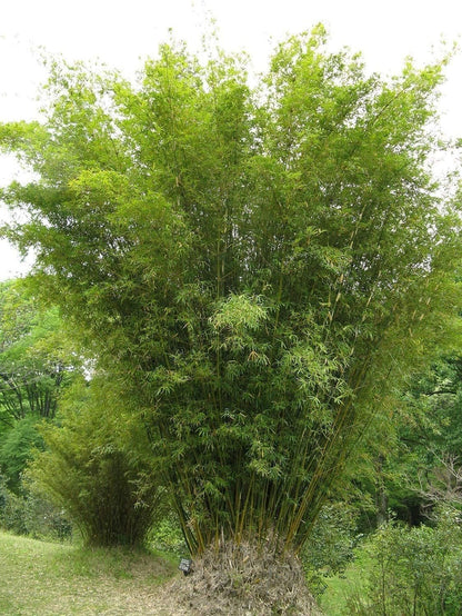 Golden Hedge Bamboo | 1 Extra Large Trade 3 Gallon Plant | Bambusa Multiplex | Clumping Non-Invasive Screening Live Bamboo