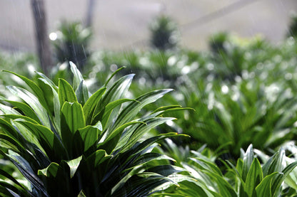 Dracaena Janet Craig Bush - Live Plant in a 8 Inch Pot - Dracaena Deremensis 'Janet Craig' - Beautiful Low Light Indoor Houseplant