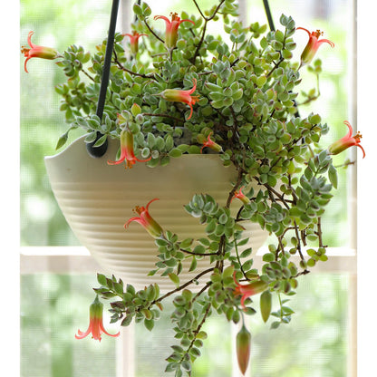 Sprout N Green Cotyledon Pendens, Live Succulent Fully Rooted in 4" Pot with Soil, Trailing Plant for Home Office Wedding Indoor Outdoor Hanging Decor DIY Project Party Favor, Keep Away from Pets