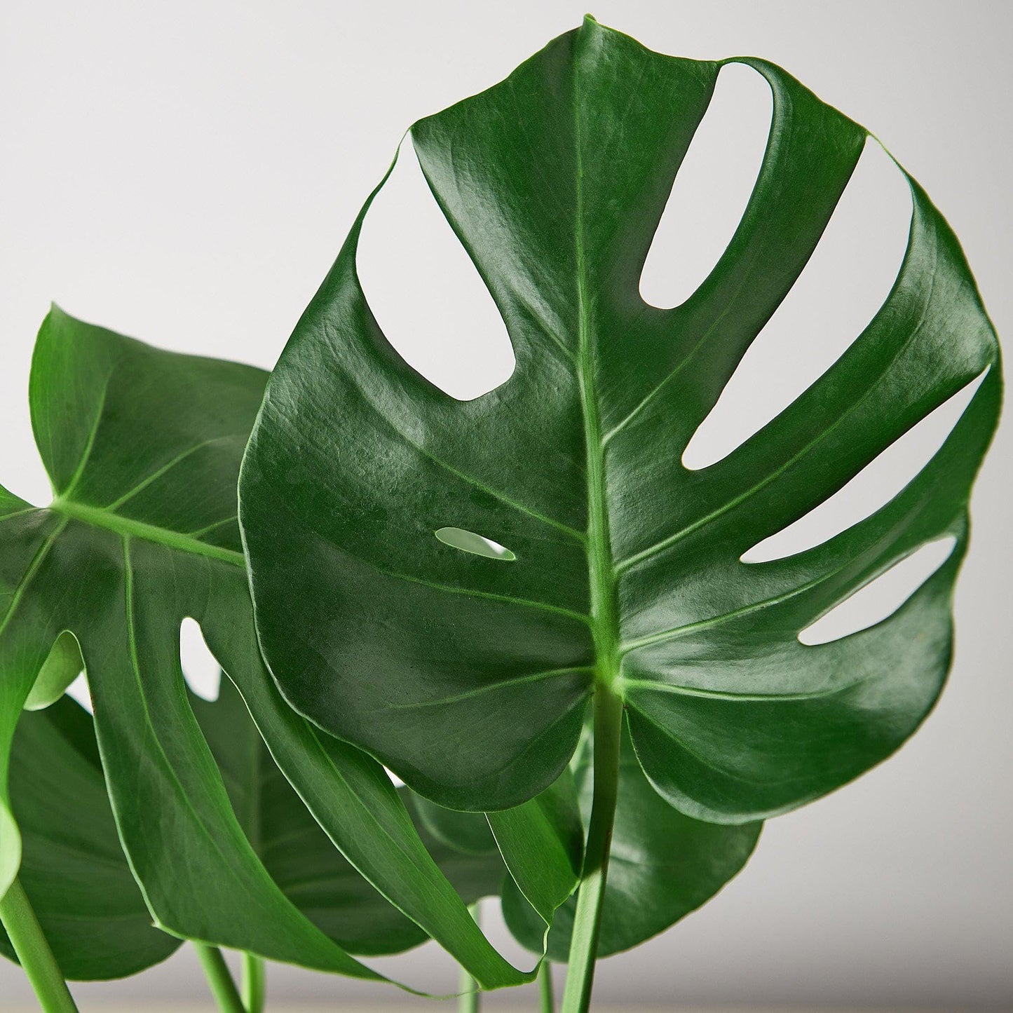 Philodendron Monstera Split-Leaf in 4in Pot - Live Plants Tropical Houseplants | Variegated | USA Growers | The Snobby Leaf