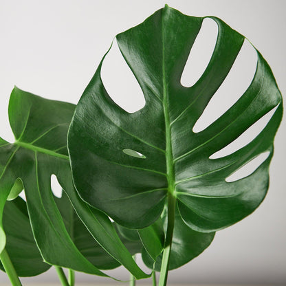 3 Pack Philodendron Monstera Split-Leaf in 4in Pot - Live Plants Tropical Houseplants | Variegated | USA Growers | The Snobby Leaf