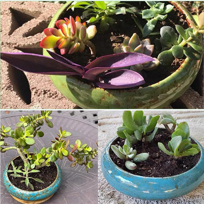 ABCISI Ceramic Succulent Pots: 7.3 inch Large Shallow Planter, Bonsai Pots Succulent Planters with Drainage Hole, Round Glazed Garden Decorative Cactus Flower Plant Container Bowl (White)
