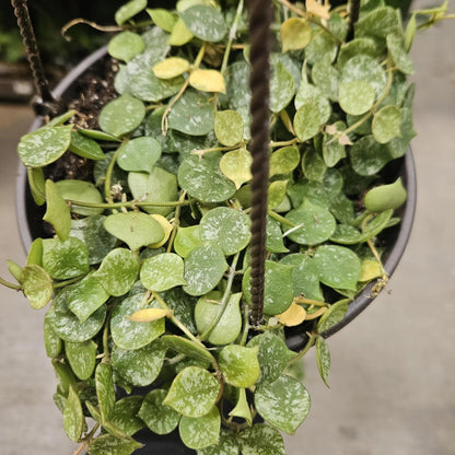 String of Hearts Plant Live – Succulents Plants Live 4” Pot | Pink Variegated String of Hearts | Suitable for Indoor Décor & Easy Care Gift