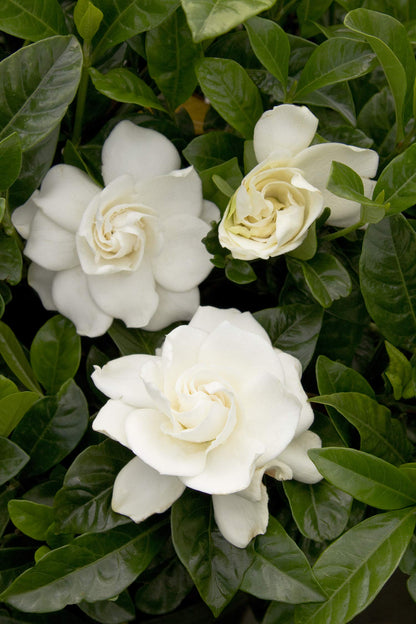 Shrub 2.5 Qt. August Beauty Gardenia