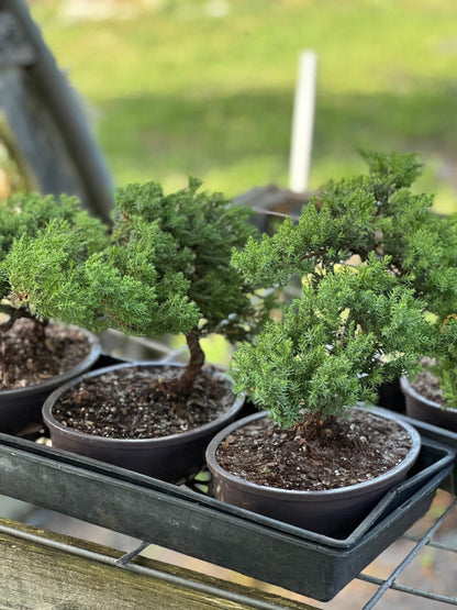 Live Dwarf Juniper Bonsai Tree | Potted in Plastic Pot | 3 Years Old | 100% Handcrafted | Outdoor Bonsai | Unique Gift for Birthday, Graduation, Anniversary