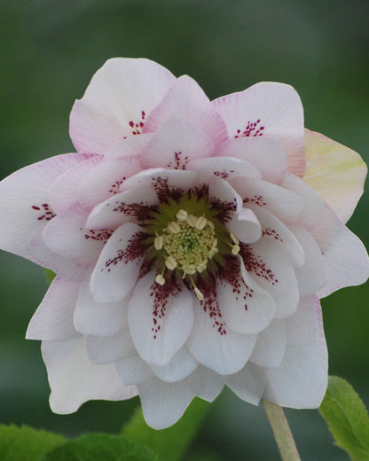 Perennial Farm Marketplace Helleborus x W.J. 'Cotton Candy' (Lenten Rose) Perennial, 1 Quart, Pink Flowers
