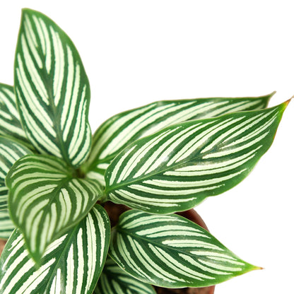 Calathea Vittata | Live Plant for Indoor & Outdoor | for Living Room, Office, Bathroom | (4" Pot)