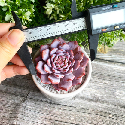 Generic Echeveria Pink Peony Rare Live Succulent Plants, 1 Head 3"" Red, Bare Root Without Pot & Soil, 1/3/7 Pcs, Garden Indoor Office Desk Baby Shower Decoration, Friend Plant Lovers Gifts