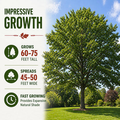 Live Red Oak Tree Seedlings for Planting (Quercus rubra) – Grow Your Own Fast Growing Shade Trees – Hardy Outdoor Landscape Trees – No Shipping to California