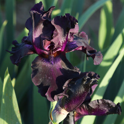 Superstition Bearded Iris Plant Potted, Dark Purple and Black Flowers, Hardy Perennial, Stargazer Perennials