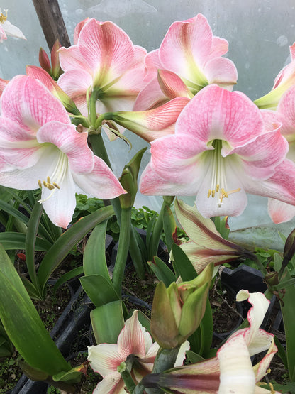 2 Amaryllis Apple Blossom Huge Bulb 28-36cm! Great Holiday Gift! Easy Grow Bulbs!