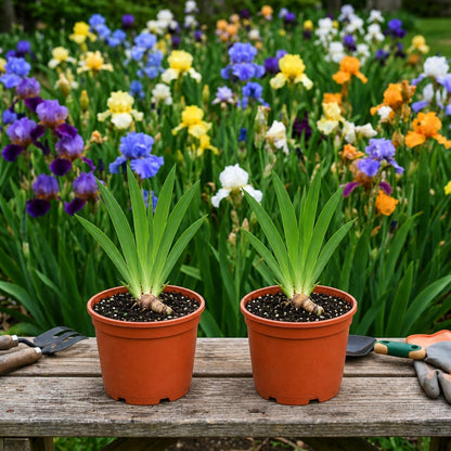 Easy to Grow Bearded Iris Colorful Mix 2 Potted Plants - Spring to Fall Flowers in Full Sun, Established Rooted Rhizomes in 4" Quart Pots - Low Maintenance, Drought Tolerant, Hardy Perennials
