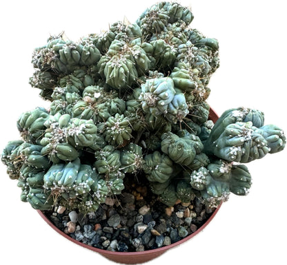 Large Live Cactus/Succulent Plant - Cereus Forbesii Monstrose 'Ming Thing' Cactus, Fully Rooted, Hardy and Drought Tolerant, Easy to Grow Indoor/Outdoor