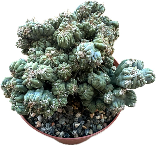 Large Live Cactus/Succulent Plant - Cereus Forbesii Monstrose 'Ming Thing' Cactus, Fully Rooted, Hardy and Drought Tolerant, Easy to Grow Indoor/Outdoor