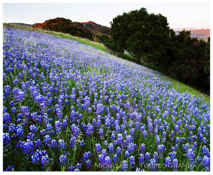 Mixed Lupines with Many Colors - 250 Seeds