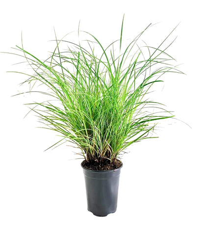 Adagio Maiden Grass | 3 Live Quart Sized Plants | Miscanthus Sinensis | Fast Growing Cold Hardy Ornamental Plants