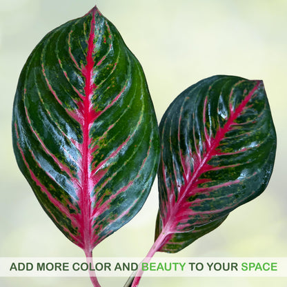 LEAL PLANTS ECUADOR Aglaonema Commutatum 'Schott' (Red Vein) – Rare Dark Foliage Chinese Evergreen – Live Indoor Plant