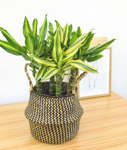 Dracaena Steudneri Moonlight 4 Pack House Plant, 4 Inch Pots for Plants, Dragon Tree Plants for Delivery Prime, Low Light House Plants, Live Plants Indoor Plants Live Houseplants by Plants for Pets